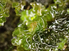 Chiloscyphus polyanthos