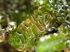 Chiloscyphus polyanthos