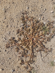 Portulaca oleracea