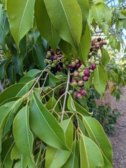 Syzygium cumini, recorded fruiting