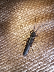 Austroperla cyrene