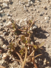 Portulaca oleracea
