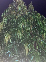 Mangifera indica image