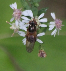 Rhingia nasica