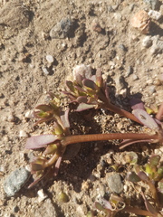 Portulaca oleracea
