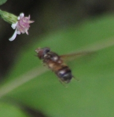 Rhingia nasica