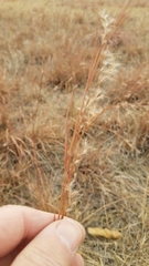 Schizachyrium scoparium