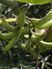 Musa