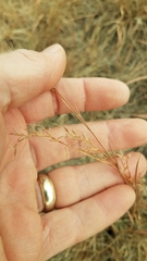 Schizachyrium scoparium