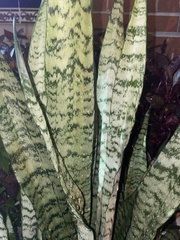 Sansevieria