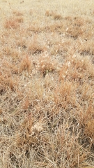 Schizachyrium scoparium