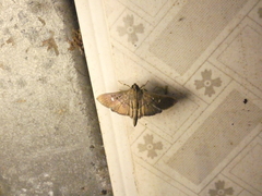 Microthyris prolongalis