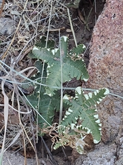 Notholaena standleyi