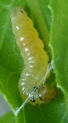 Desmia funeralis