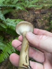 Ampulloclitocybe clavipes
