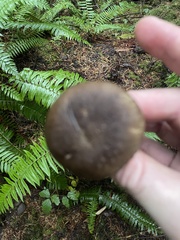 Ampulloclitocybe clavipes