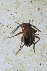 Biorhiza pallida