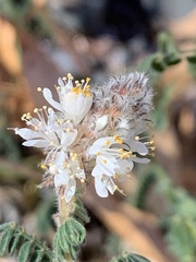 Dalea albiflora