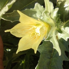 Mentzelia involucrata