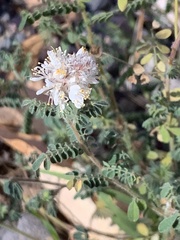 Dalea albiflora