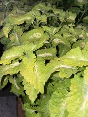 Pilea nummulariifolia