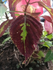 Coleus scutellarioides