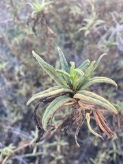 Diplacus