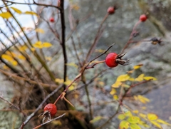 Rosa nutkana
