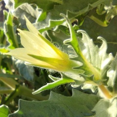 Mentzelia involucrata