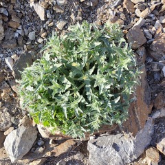 Mentzelia involucrata