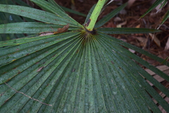 Serenoa repens