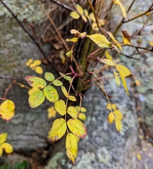 Rosa nutkana