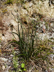 Thelymitra pulchella