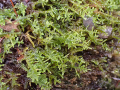 Stereodon subimponens