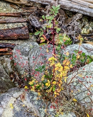 Rosa nutkana