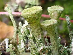 Cladonia fimbriata