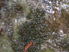 Dichodontium pellucidum