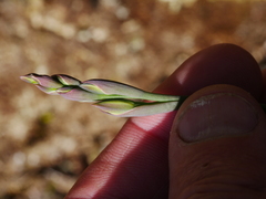 Thelymitra pulchella