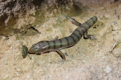 Eremiascincus richardsonii