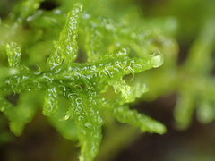 Stereodon subimponens