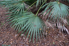 Serenoa repens