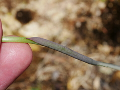 Thelymitra pulchella