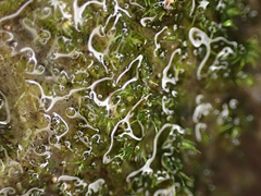 Dichodontium pellucidum