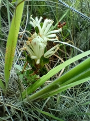 Pimelea