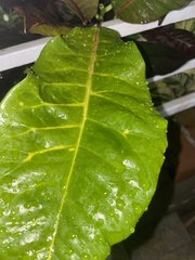 Terminalia catappa