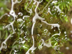 Dichodontium pellucidum