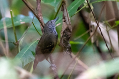 Epinecrophylla fulviventris