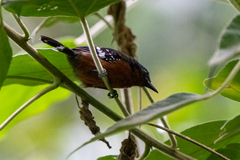 Microrhopias quixensis