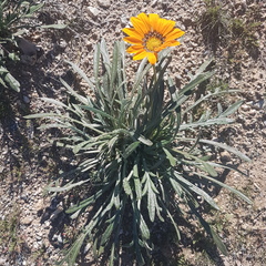 Gazania
