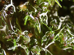 Dichodontium pellucidum